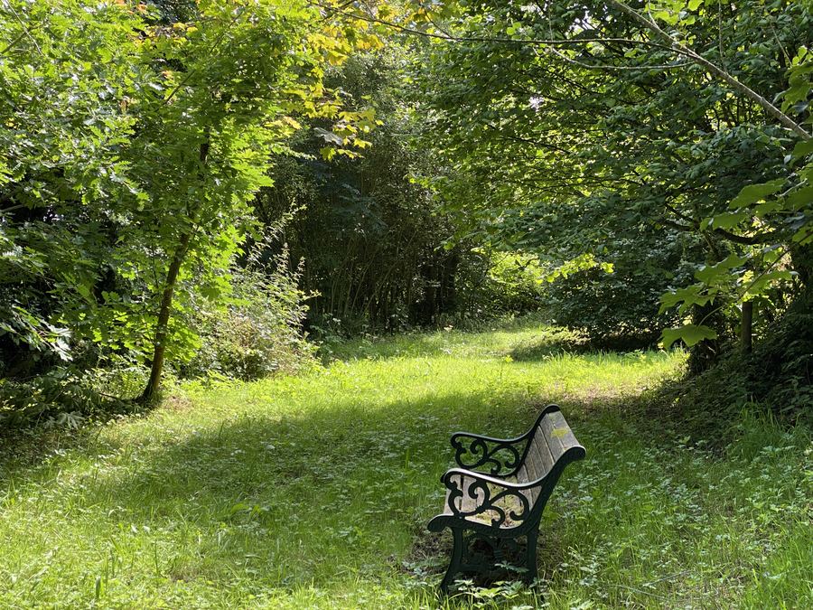 A sunlit woodland glade with an ornate park bench, Wales, UK